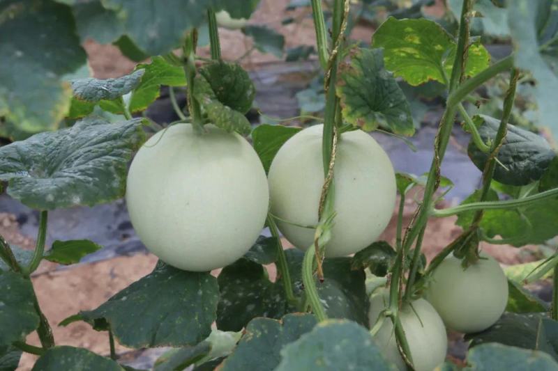 【一件代发】玉菇甜瓜高品质稳定供应产地直发电商代发包售后