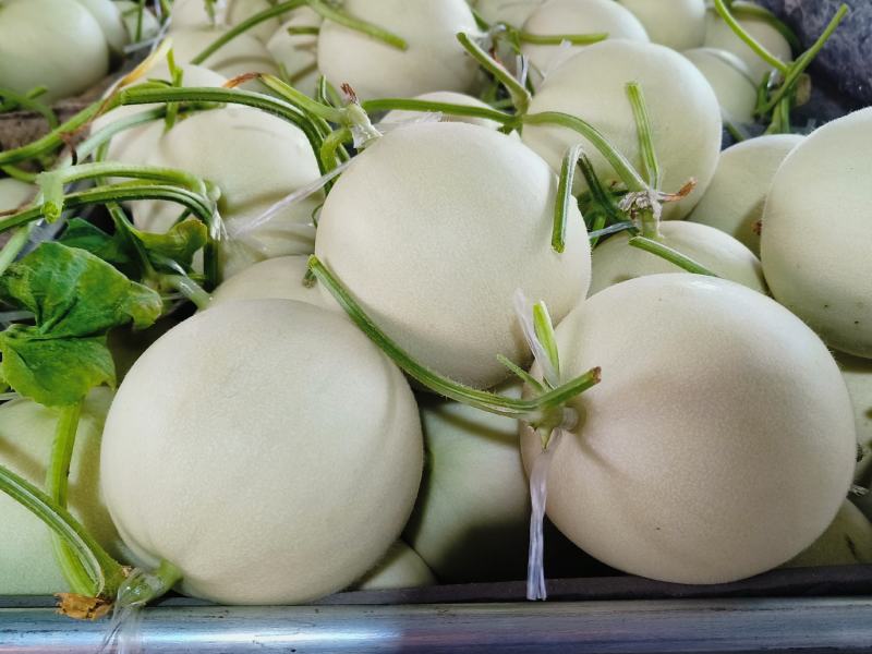 【一件代发】玉菇甜瓜高品质稳定供应产地直发电商代发包售后