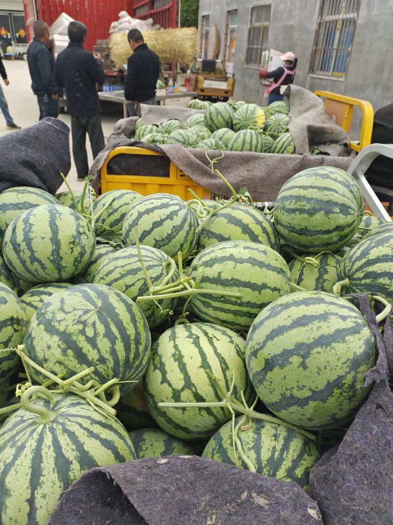 美都西瓜大量上市中，保熟，保甜，保售后，质量三包