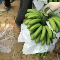 海南香蕉巴西焦专业代办场地直发挂车需要的老板可以联系我