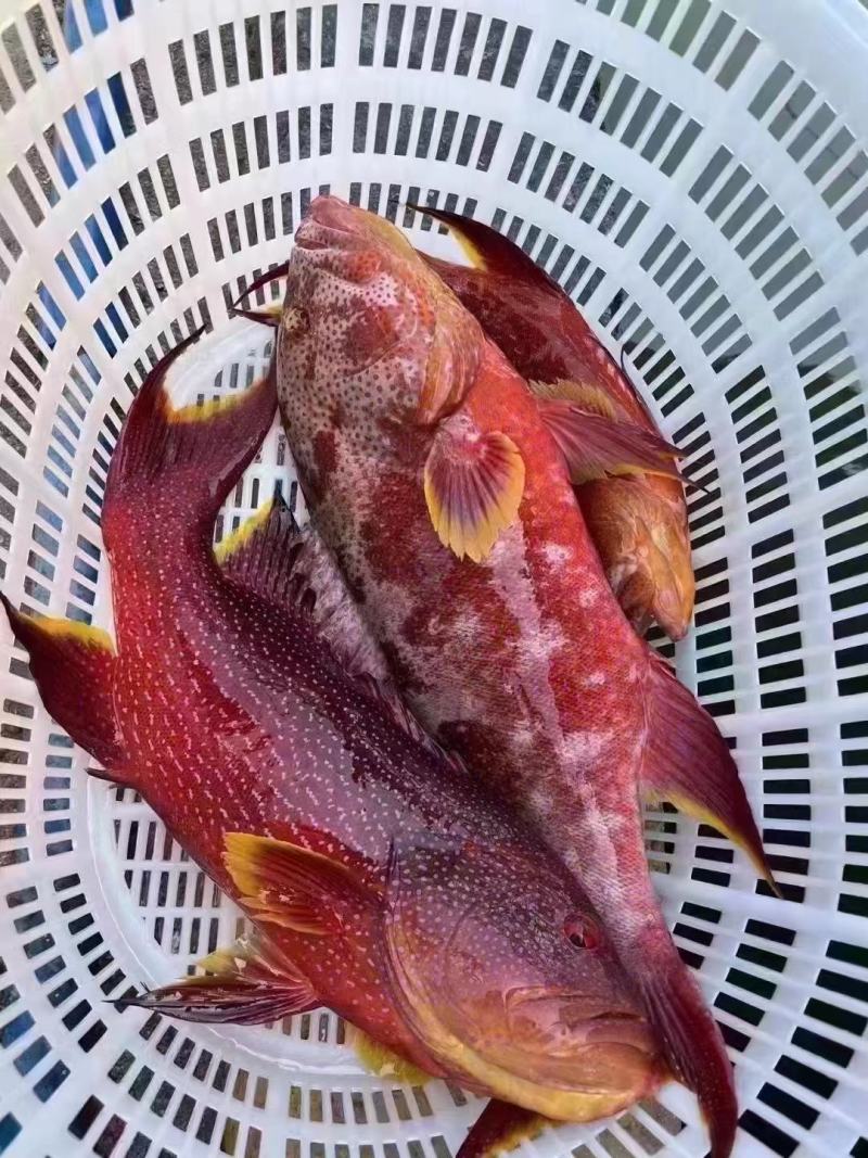 燕星斑鱼