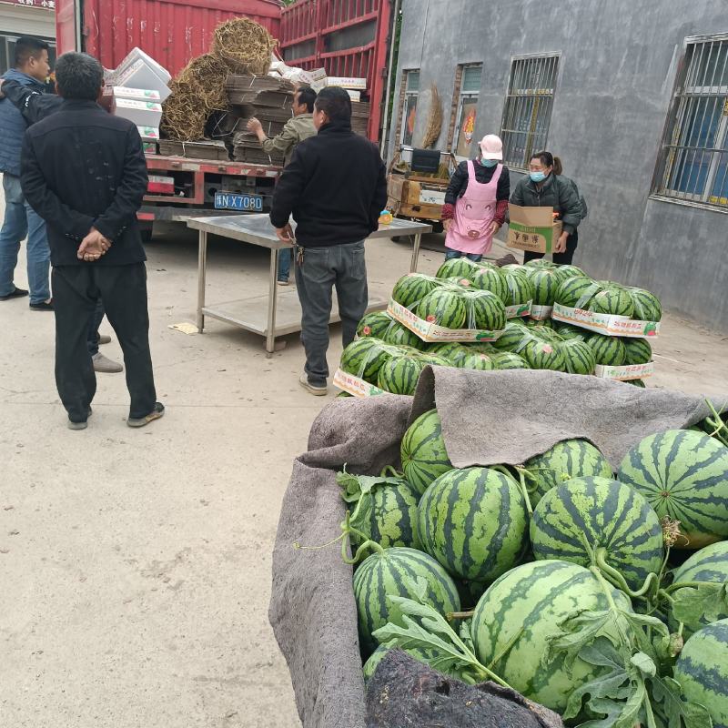 美都西瓜大量上市中，数量大质量好囗感甜耐运输量大从优