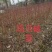 【基地直供】鸡爪槭小苗大量供应。1-15分鸡爪槭小苗