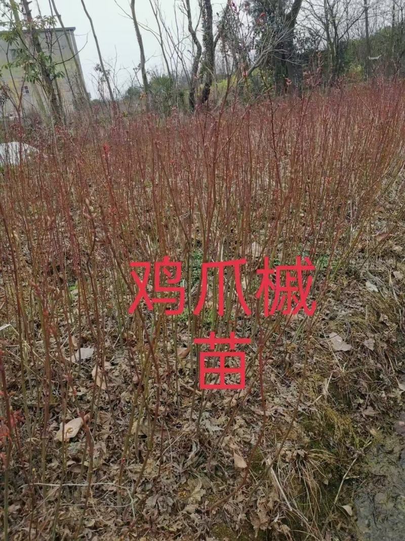 【基地直供】鸡爪槭小苗大量供应。1-15分鸡爪槭小苗