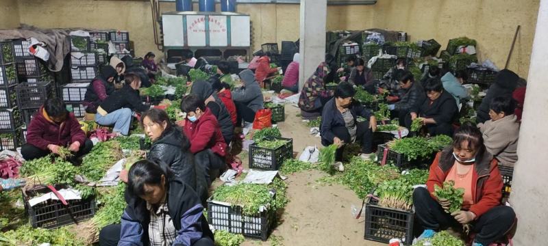 精品香菜，本地香菜，无黄叶，大叶小叶香菜。