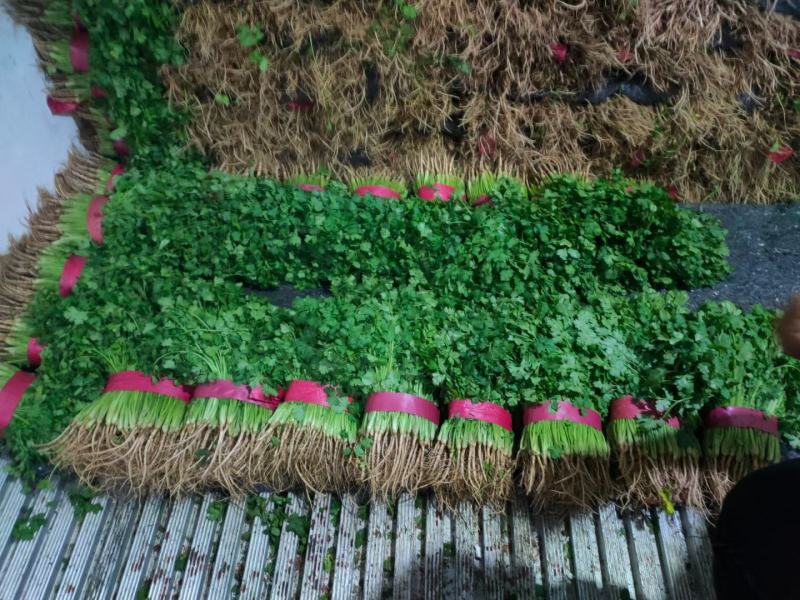 精品香菜，本地香菜，无黄叶，大叶小叶香菜。
