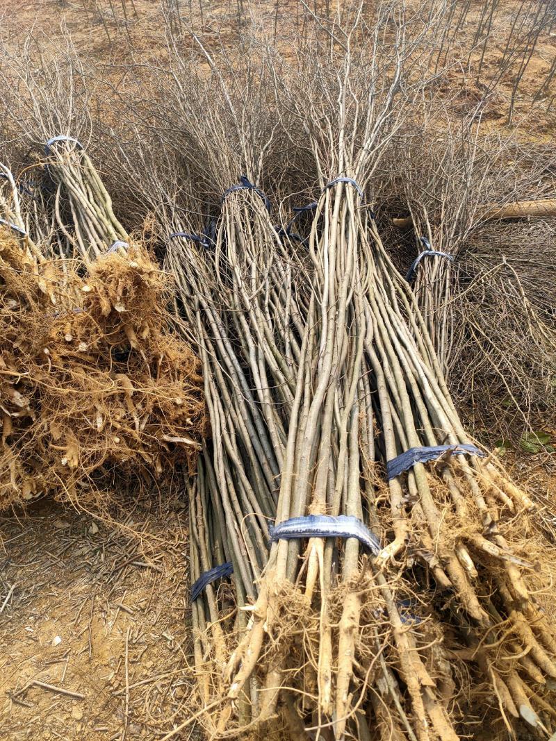 【基地直供】朴树小苗。精品朴树。朴树工程苗1-50公分