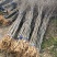【基地直供】朴树小苗。精品朴树。朴树工程苗1-50公分
