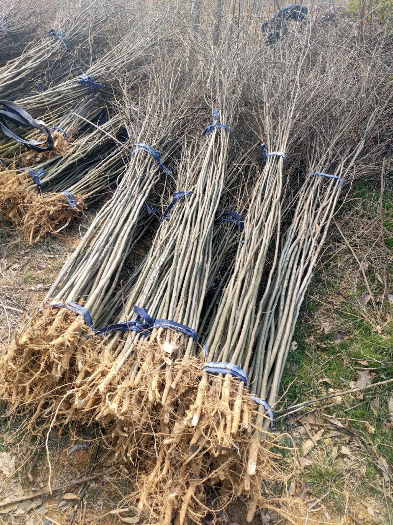 【基地直供】朴树小苗。精品朴树。朴树工程苗1-50公分