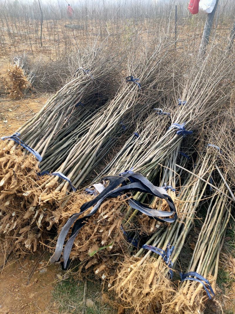 【基地直供】朴树小苗。精品朴树。朴树工程苗1-50公分