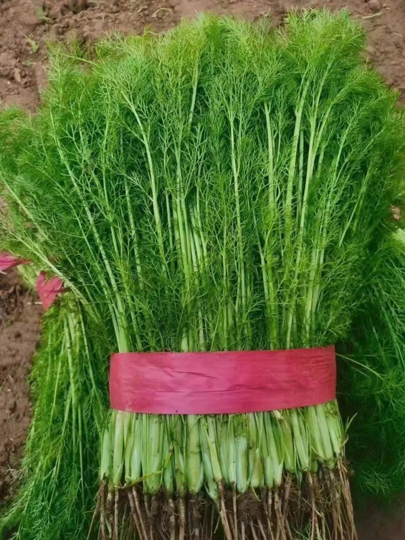 精品茴香，本地优质茴香，各种规格品类都有，