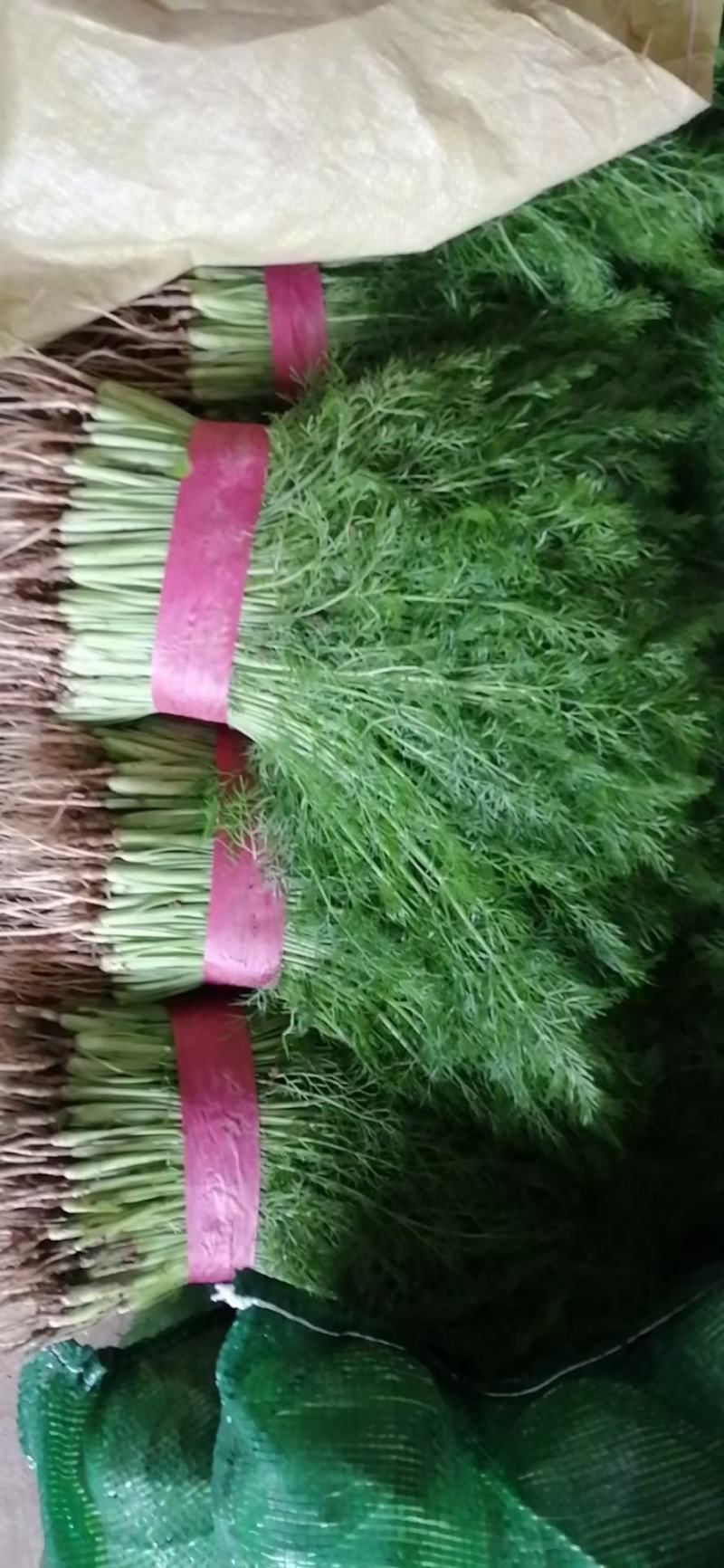 精品茴香，本地优质茴香，各种规格品类都有，