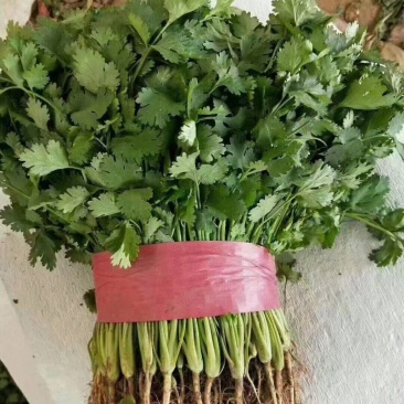 精品香菜,本地香菜,无黄叶,大叶小叶香菜。