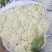 精品花菜,实花、散花,本地优质花菜菜花,