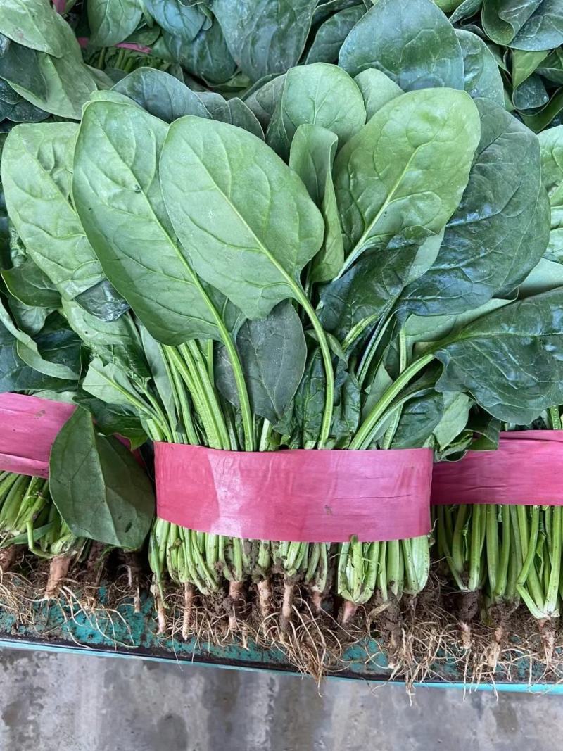 本地精品菠菜，本地大量大叶菠菜，精品优质。