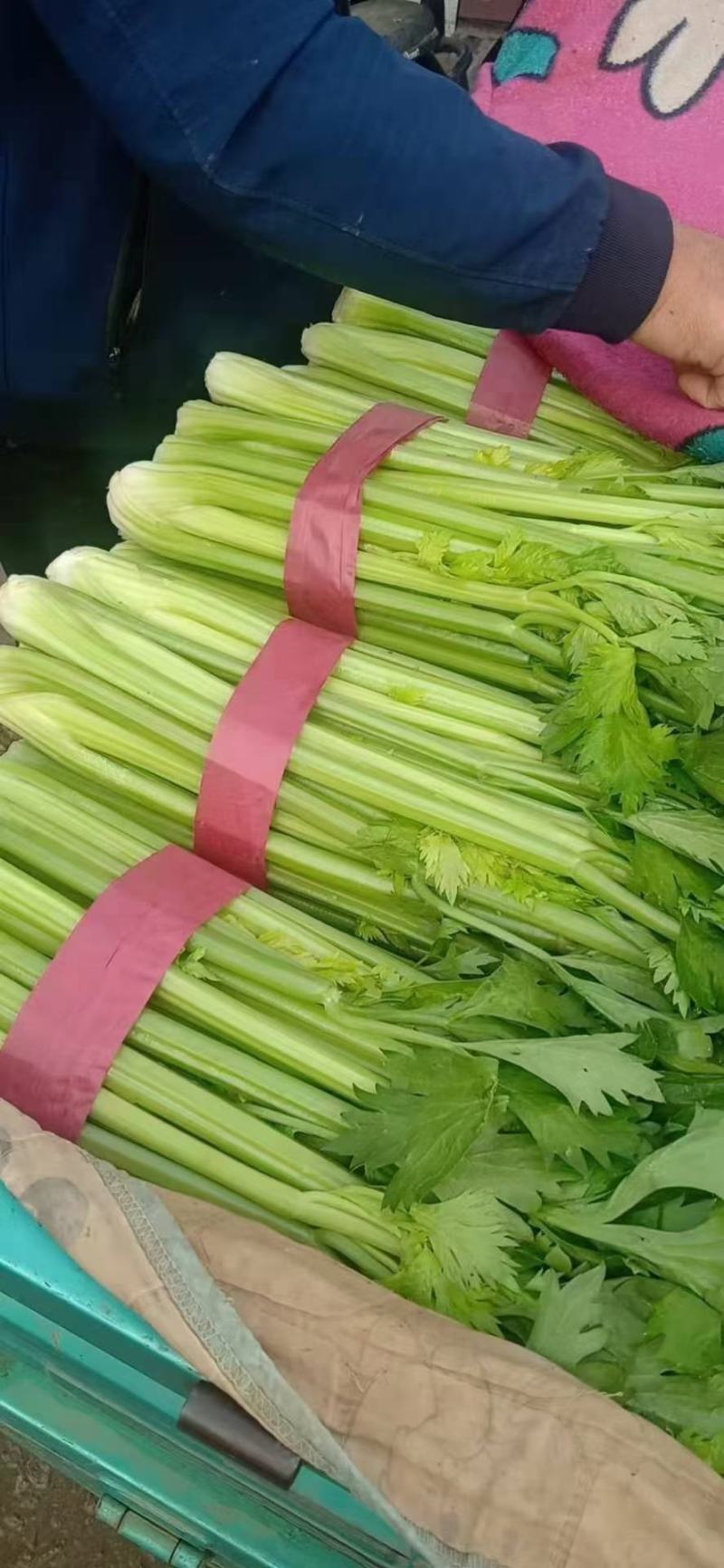 精品芹菜，每捆均匀，精装捆，支持各种包装规格。