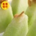 山东头茬玉菇甜瓜一件代发品质保证产地直发电商代发稳定供应