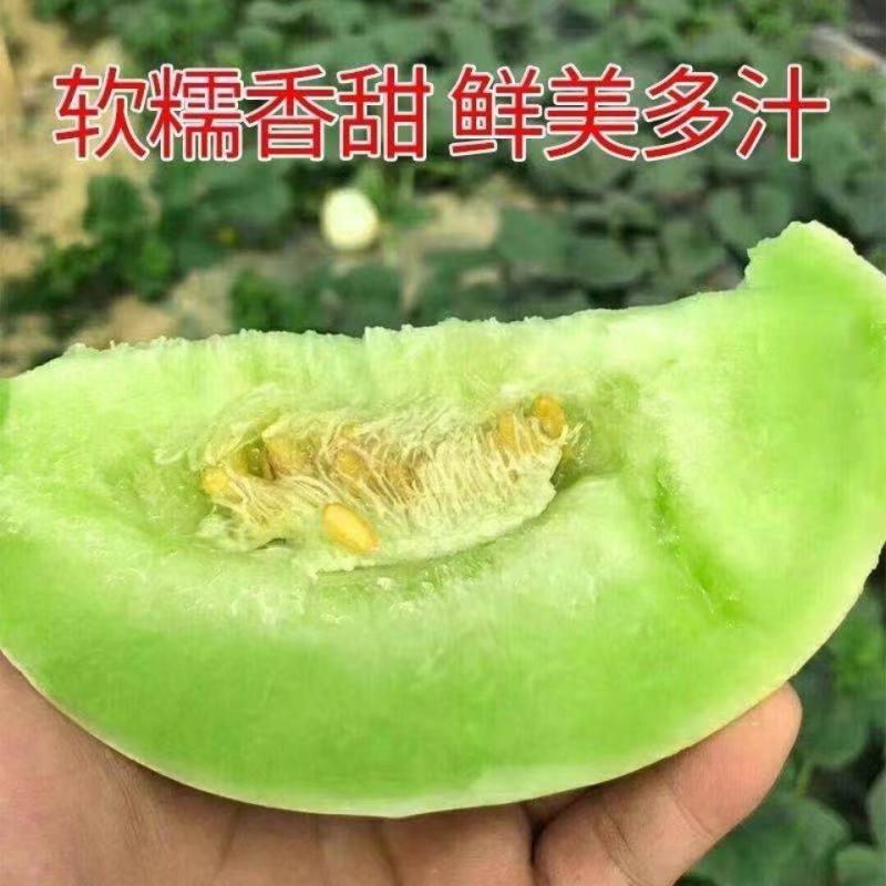 山东头茬玉菇甜瓜一件代发品质保证产地直发电商代发稳定供应