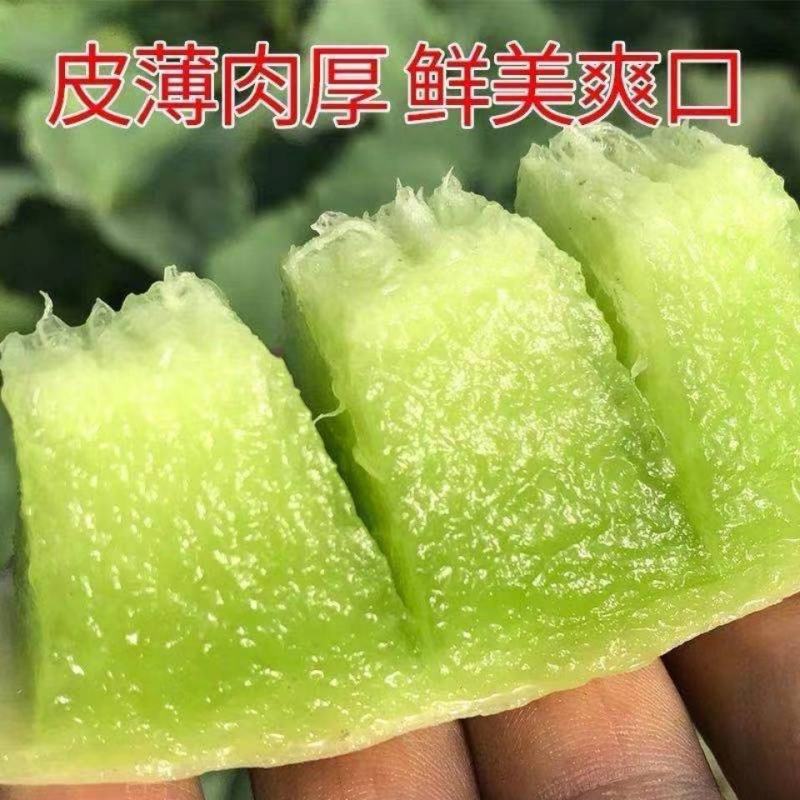 山东头茬玉菇甜瓜一件代发品质保证产地直发电商代发稳定供应