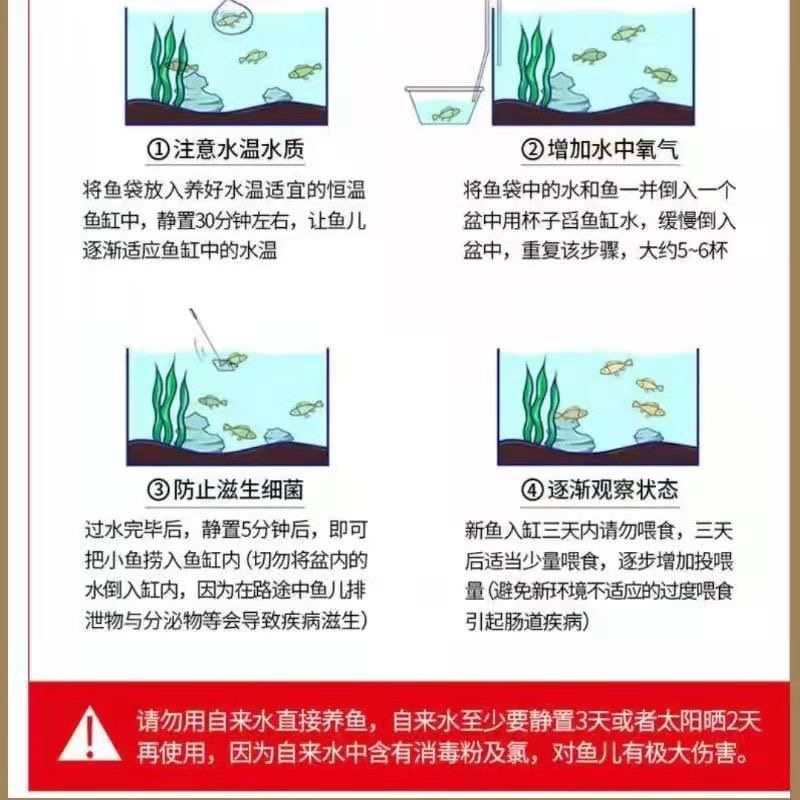 鱼苗场直供优质海南1号罗非鱼苗脆肉罗非鱼苗全国发货