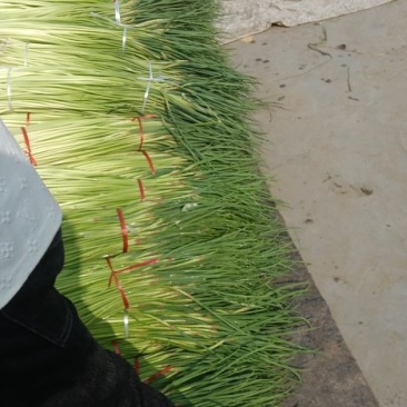 精品红帽蒜苔大量现货需要的联系我