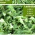 脱水香菜烘干香菜香菜干脱水蔬菜香菜脱水产品