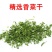 脱水香菜烘干香菜香菜干脱水蔬菜香菜脱水产品