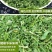 脱水香菜烘干香菜香菜干脱水蔬菜香菜脱水产品