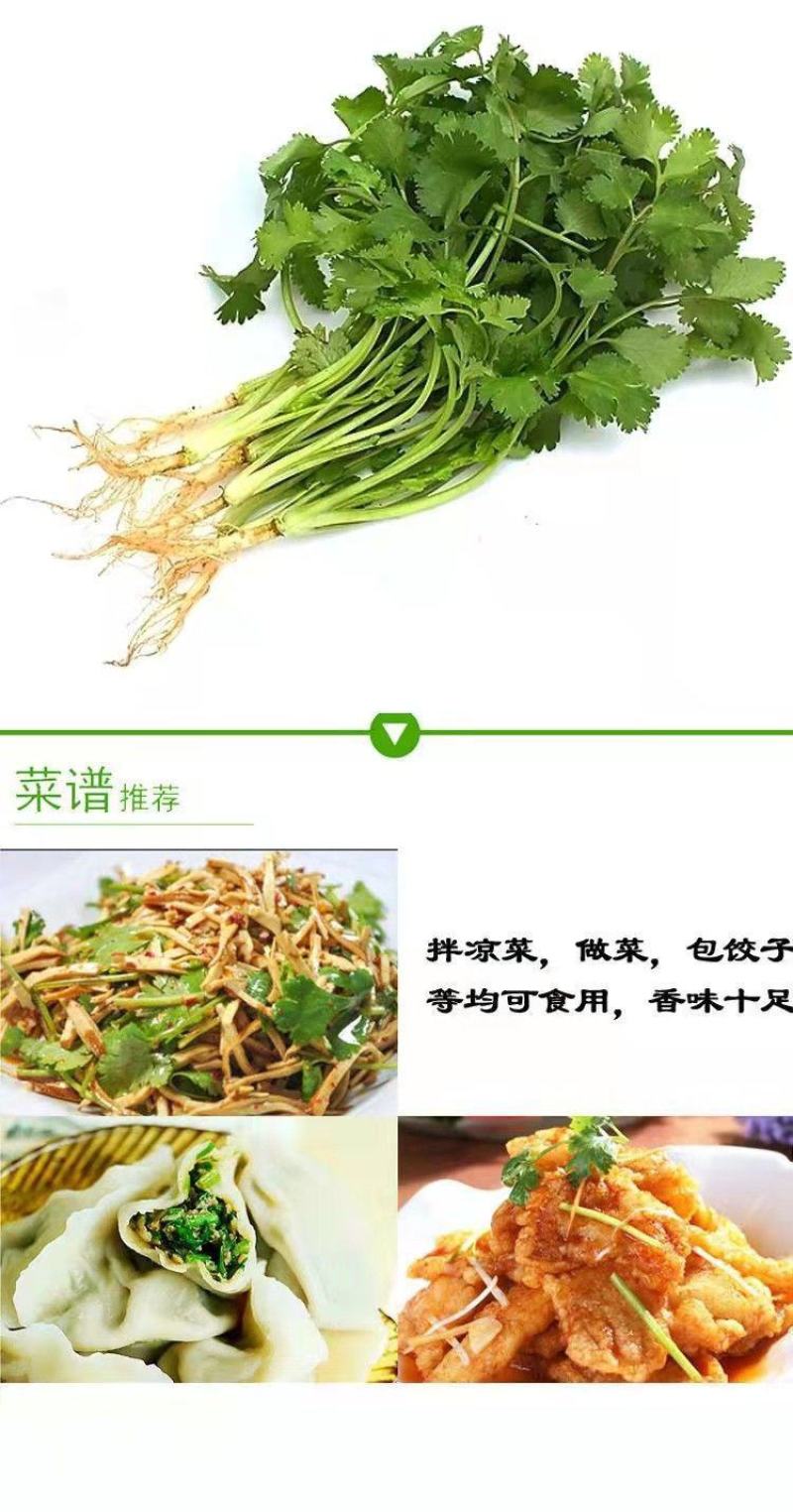 脱水香菜烘干香菜香菜干脱水蔬菜香菜脱水产品