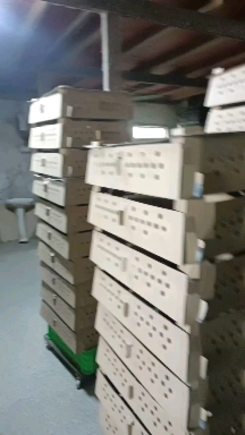 黑土鸡母苗小种黑羽白皮土鸡黑土1.5黑土二鸡苗黑鸡苗