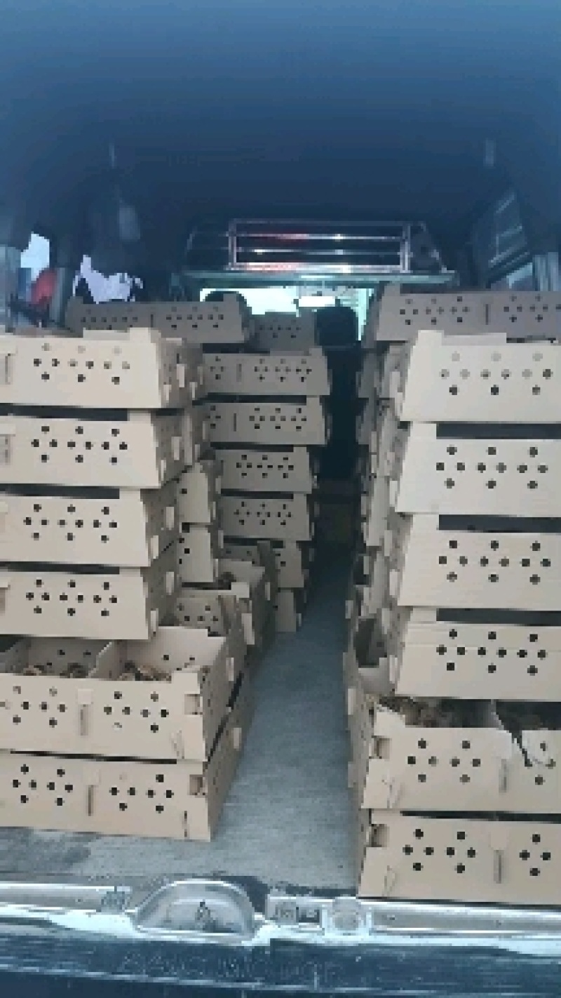 黑土鸡母苗小种黑羽白皮土鸡黑土1.5黑土二鸡苗黑鸡苗