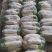 短白，条好，白，量大从优