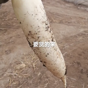 短白，条好，白，量大从优