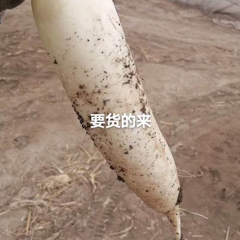 短白，条好，白，量大从优