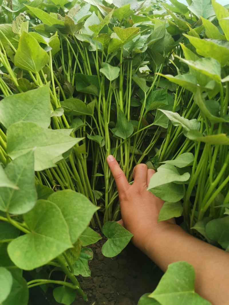 商薯19红薯苗河南基地直供货源充足成活率高欢迎订购