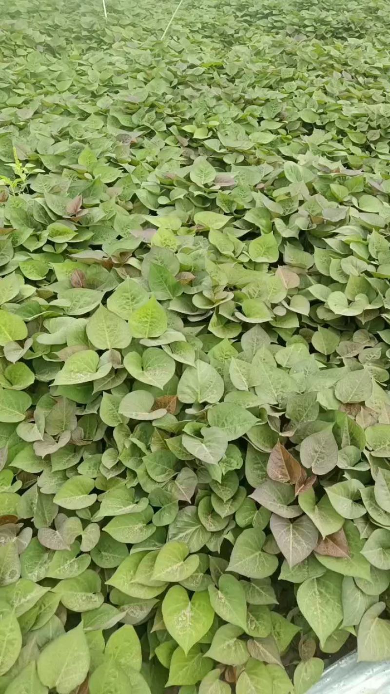板栗薯红薯苗蜜薯红薯苗龙九西瓜蜜冰糖心哈密苗