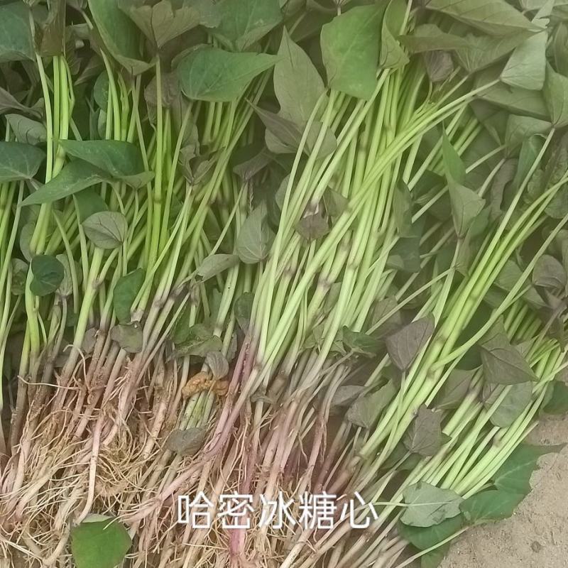 板栗薯红薯苗蜜薯红薯苗龙九西瓜蜜冰糖心哈密苗