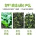 脱水蔬菜批发脱水菠菜调料包调味品烘干蔬菜烘干菠菜一件代发