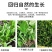脱水蔬菜批发脱水菠菜调料包调味品烘干蔬菜烘干菠菜一件代发
