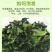 脱水蔬菜批发脱水菠菜调料包调味品烘干蔬菜烘干菠菜一件代发