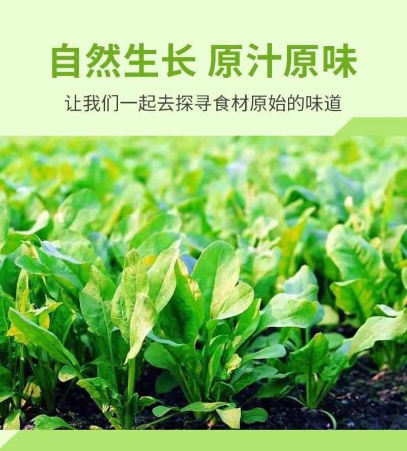 脱水蔬菜批发脱水菠菜调料包调味品烘干蔬菜烘干菠菜一件代发
