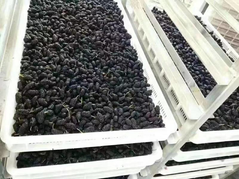 桑椹干承接线上线下市场批发商超配送一件代发等等