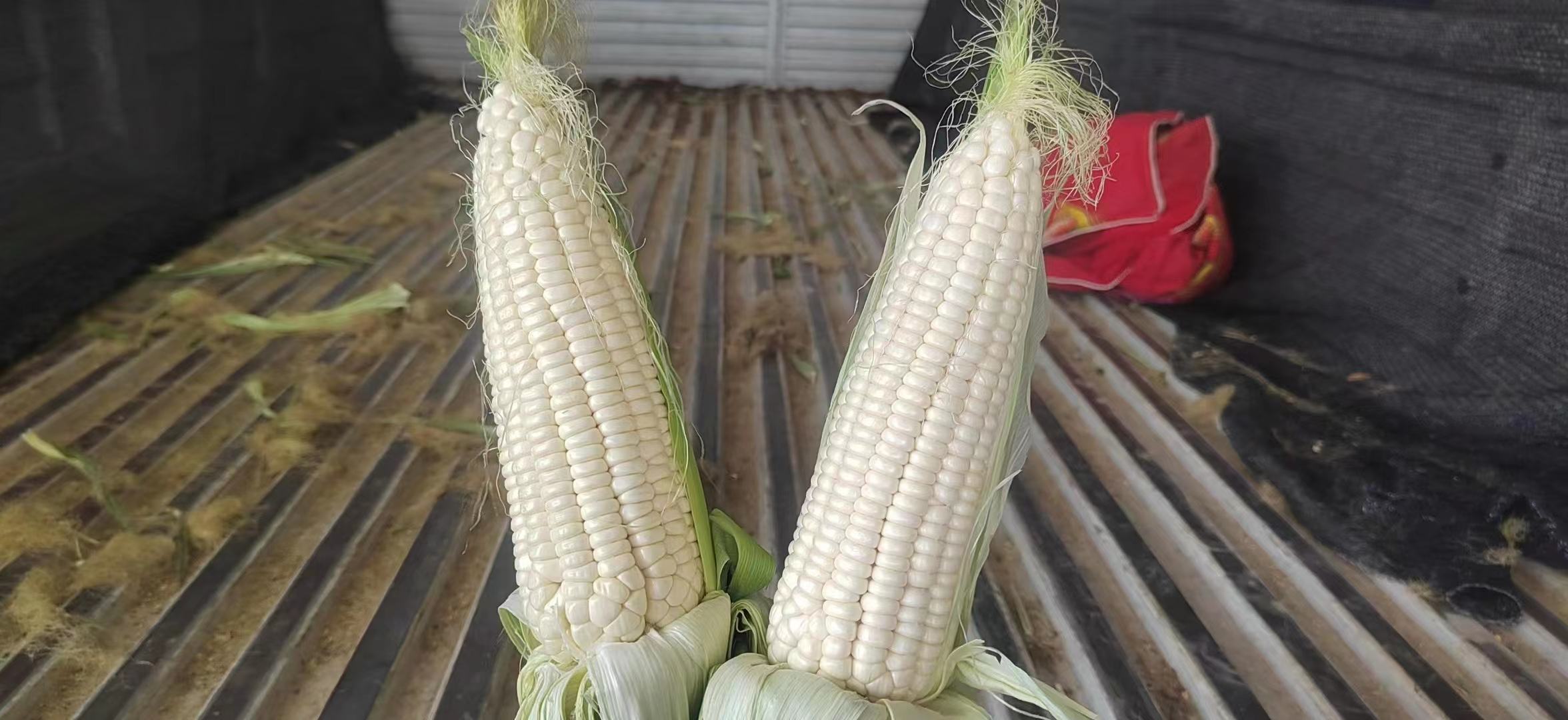 糯玉米苏玉糯2号果穗展示图