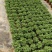 碰碰香观花观叶驱蚊虫青州伟荣花卉基地供应现货直发