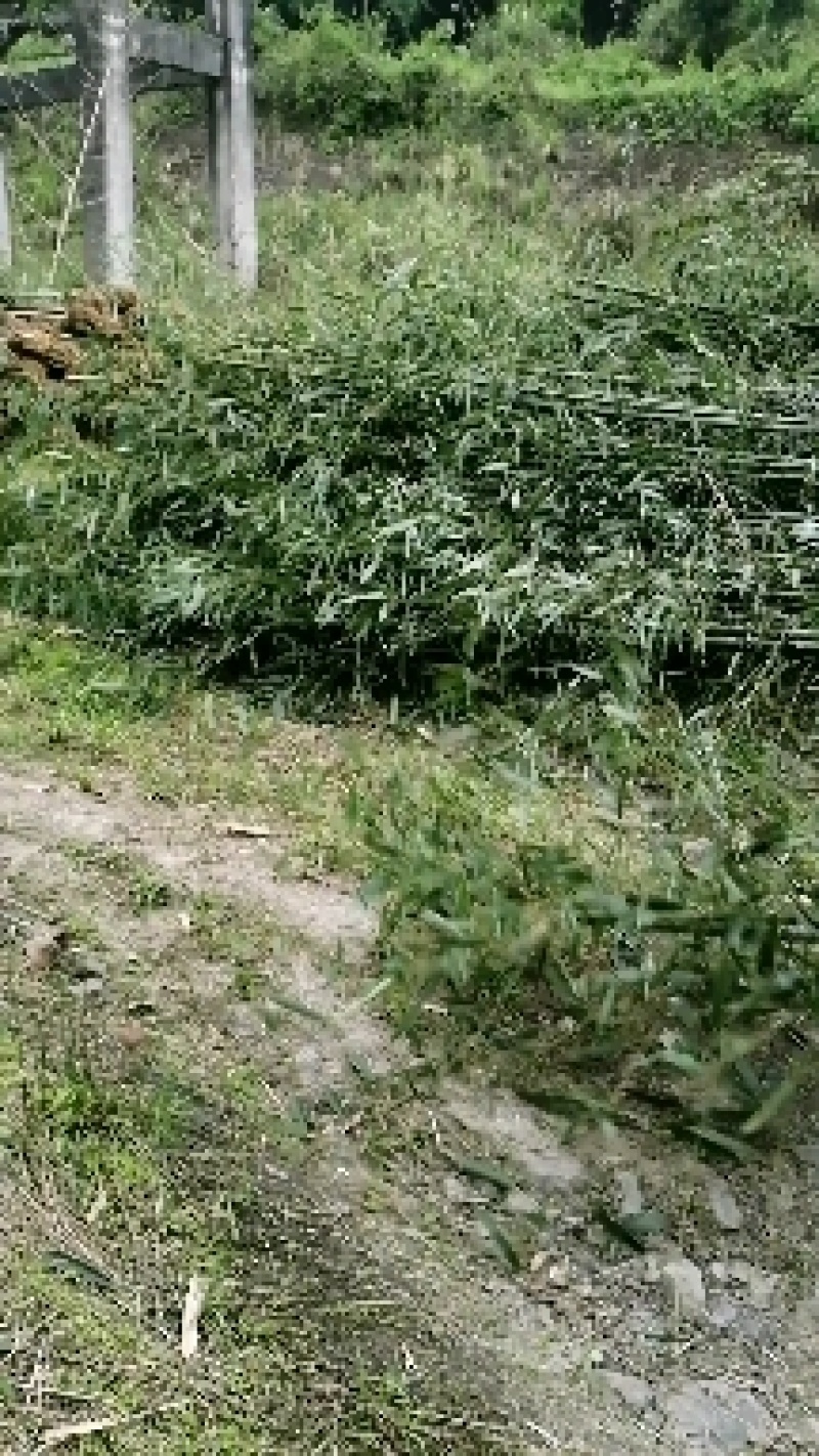 白夹竹【小竹苗】竹苗质量保证品种纯正假一赔十提供技术