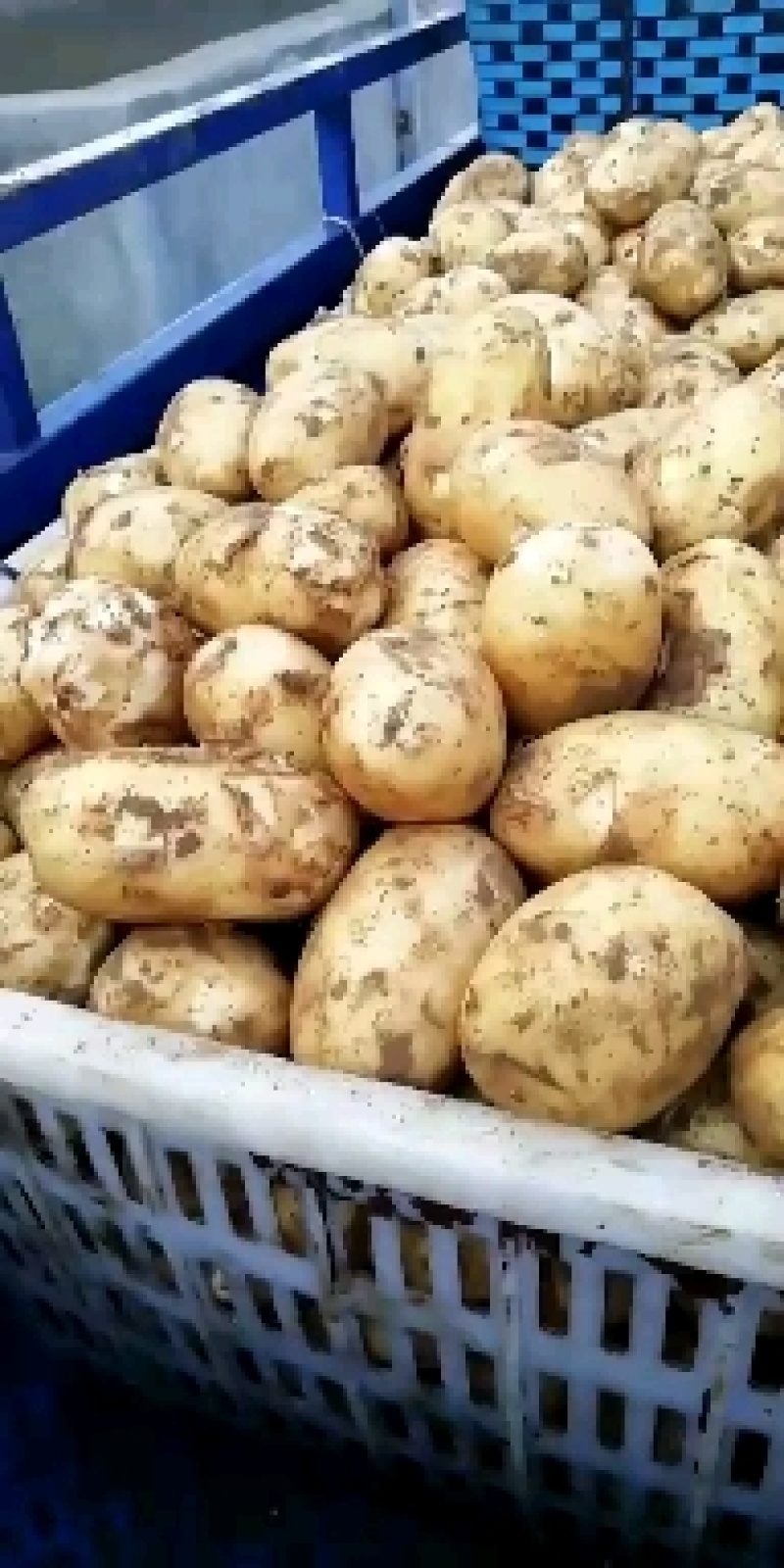 新佳2号土豆大量上市中！可视频看货，各种包装都有