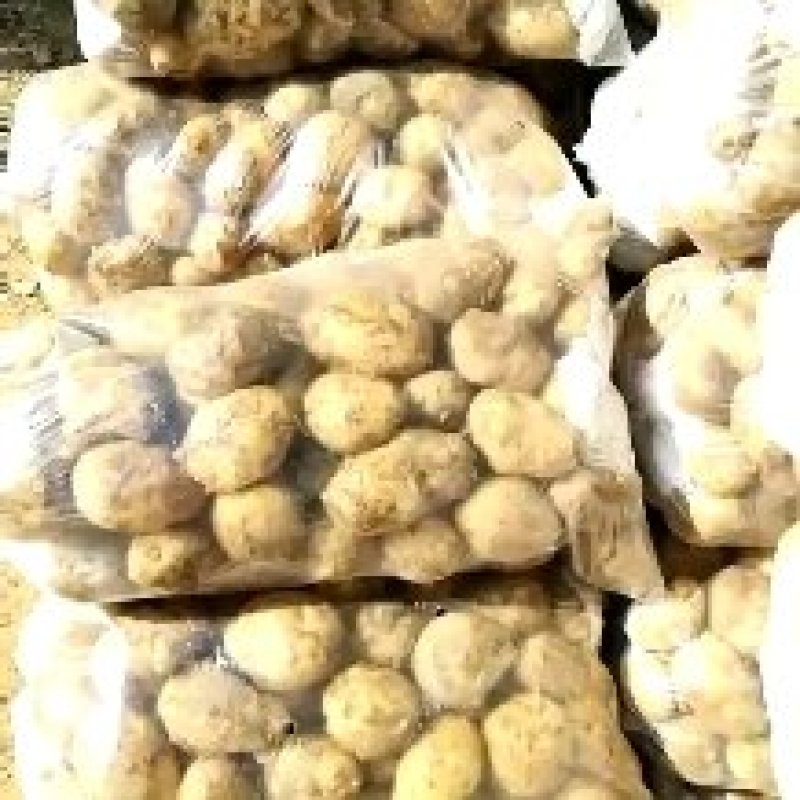 新佳2号土豆大量上市中！可视频看货，各种包装都有