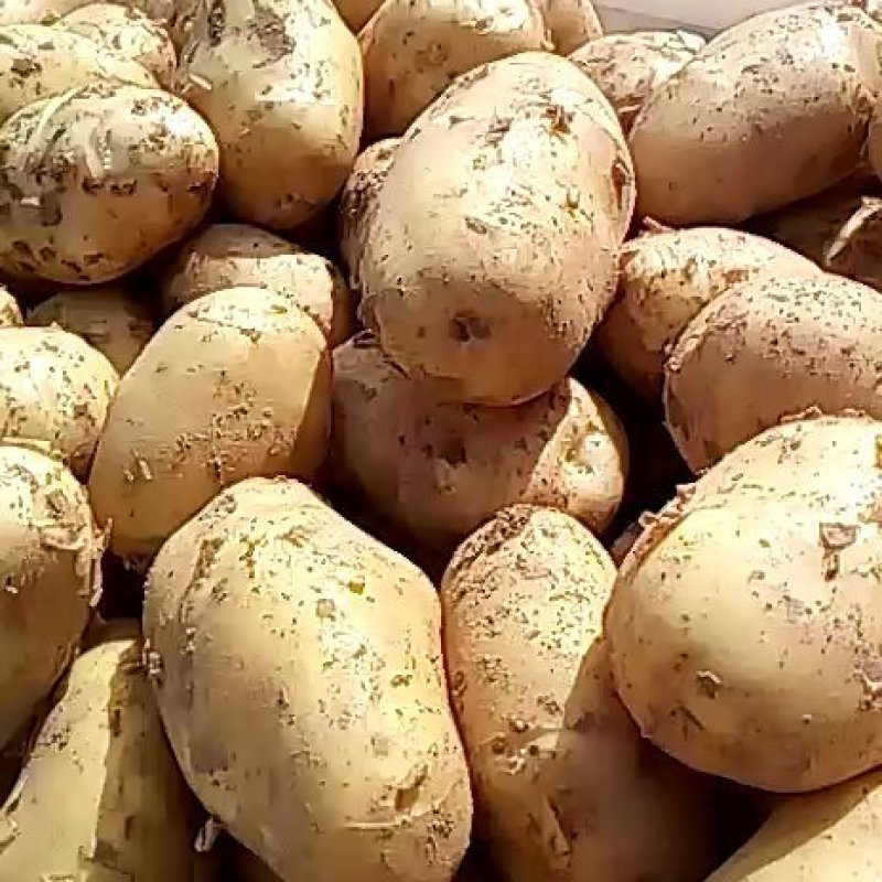 新佳2号土豆大量上市中！可视频看货，各种包装都有