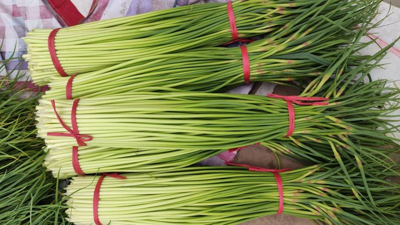 本地精品红帽蒜薹，无泡水，干苔，60-70cm，质量保证