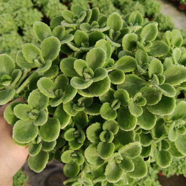 碰碰香观花观叶驱蚊虫青州伟荣花卉基地供应现货直发
